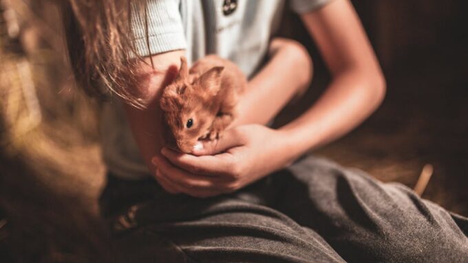 12 Heartwarming Animal Stories That Will Make You Smile